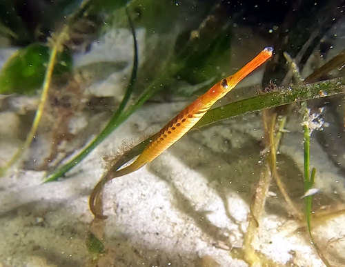 Black pipefish (Stigmatopora nigra) — Syngnathidae