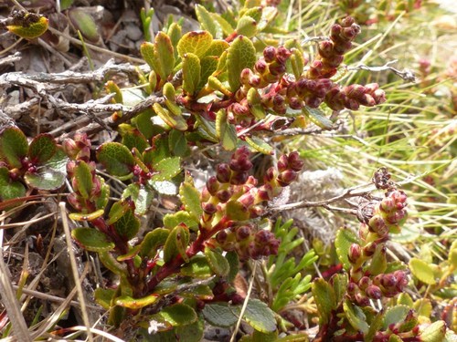 Diplycosia observed 2015-12-05