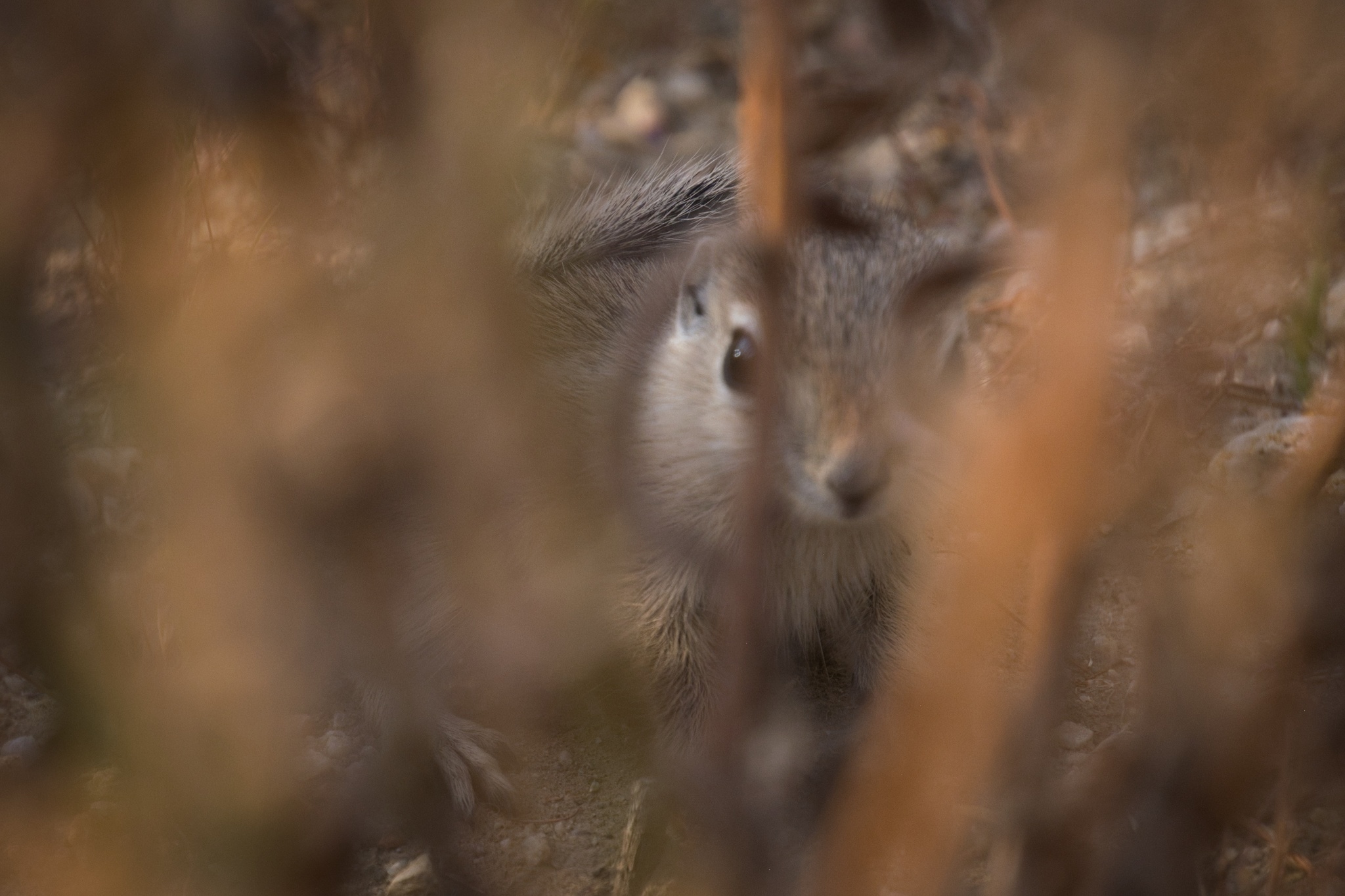 nelson's antelope ground squirrel, nelson's antelope squirrel, san joaquin antelope ground squirrel, san joaquin antelope squirrel