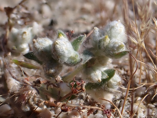 oil neststraw (Stylocline citroleum)
