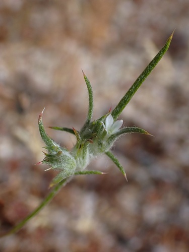 Image of Hoover's Eriastrum (Eriastrum hooveri) by (c) Madeleine Claire, some rights reserved (CC BY)