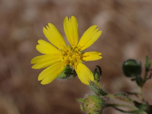 Kern tarweed (Deinandra pallida)
