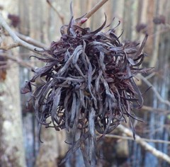 Taphrina robinsoniana
