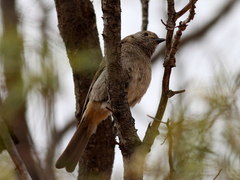 Pachycephala inornata