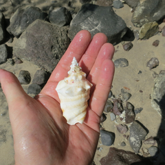 Persististrombus granulatus