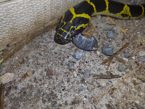 Big-tooth Snake