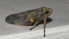Ptyelus grossus