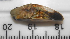 Ptyelus grossus