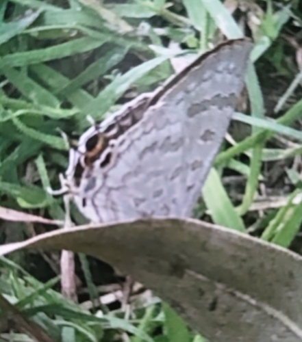 Redspot (Zesius chrysomallus)