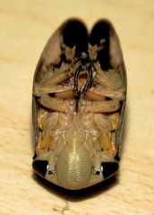 Ptyelus grossus