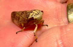 Ptyelus grossus