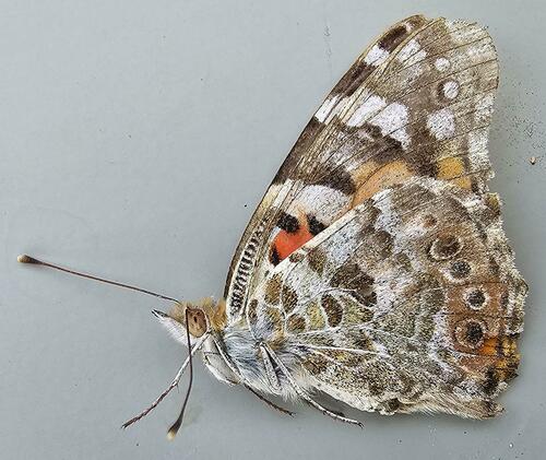Painted Lady
