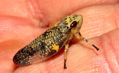 Ptyelus grossus