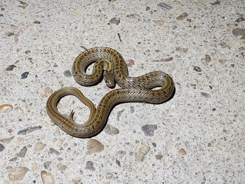 Taiwan Kukri Snake
