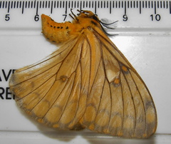 Pseudaphelia apollinaris