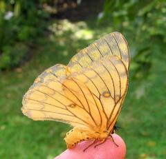 Pseudaphelia apollinaris