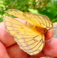Pseudaphelia apollinaris