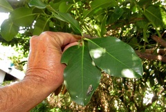 Acokanthera oppositifolia