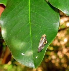 Acokanthera oppositifolia