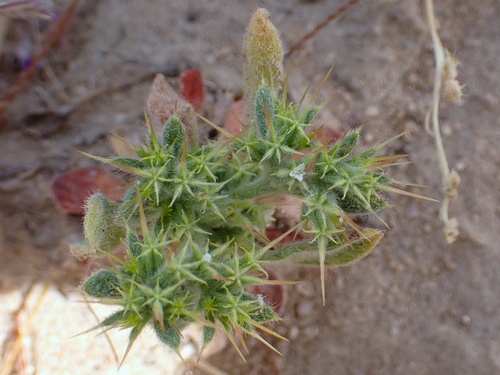 Image of Chorizanthe uniaristata by (c) Madeleine Claire, some rights reserved (CC BY)
