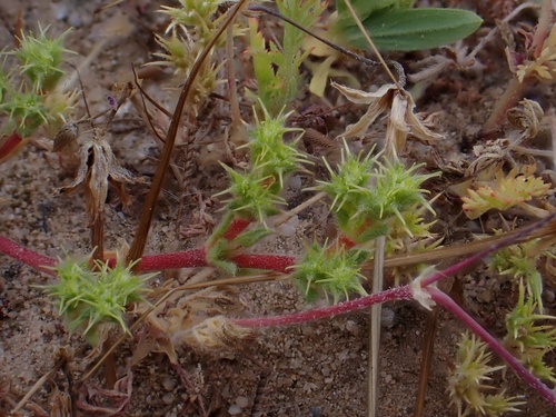 Image of Lastarriaea coriacea by (c) Madeleine Claire, some rights reserved (CC BY)