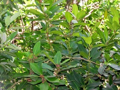 Acokanthera oppositifolia