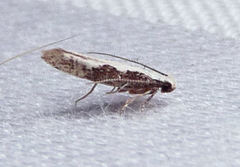 Agnippe prunifoliella