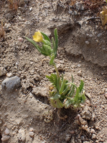 Image of Mentzelia affinis by (c) Madeleine Claire, some rights reserved (CC BY)