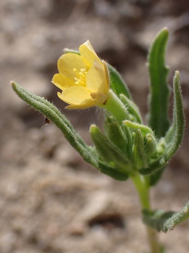 Image of Mentzelia affinis by (c) Madeleine Claire, some rights reserved (CC BY)