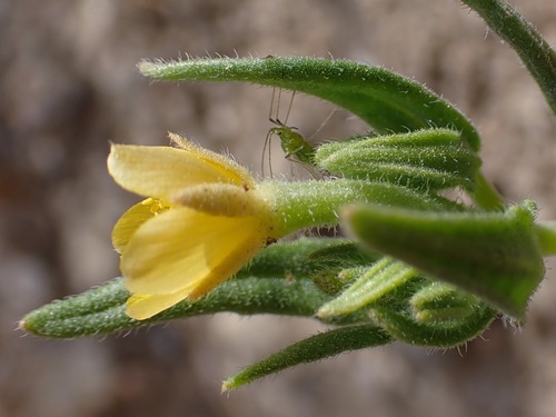 Image of Mentzelia affinis by (c) Madeleine Claire, some rights reserved (CC BY)