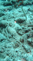 Myrichthys breviceps