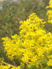 Sedum dendroideum