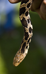 Pantherophis ramspotti