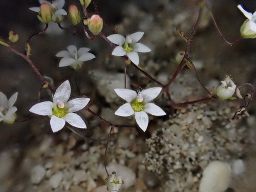 Image of Nemacladus gracilis by (c) Madeleine Claire, some rights reserved (CC BY)