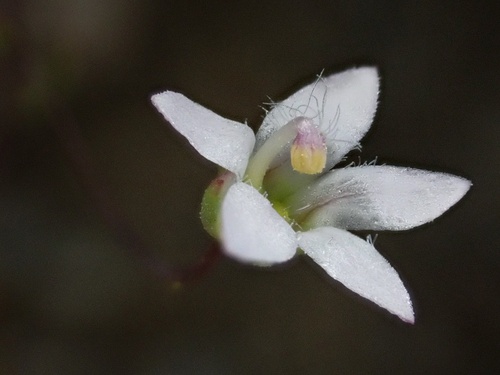 Image of Nemacladus gracilis by (c) Madeleine Claire, some rights reserved (CC BY)