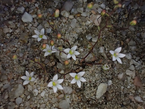Image of Nemacladus gracilis by (c) Madeleine Claire, some rights reserved (CC BY)