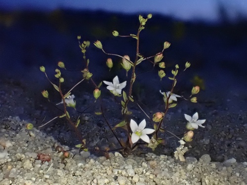 Image of Nemacladus gracilis by (c) Madeleine Claire, some rights reserved (CC BY)