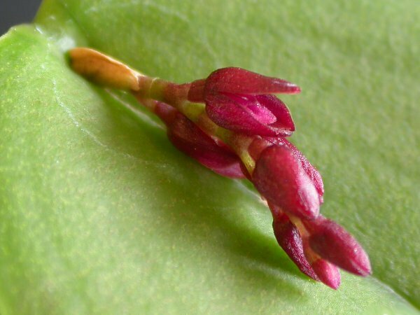 Acianthera modestissima