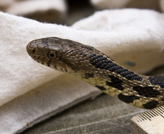 Pantherophis ramspotti