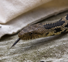 Pantherophis ramspotti