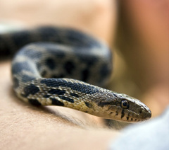 Pantherophis ramspotti