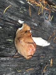 Suillus punctatipes