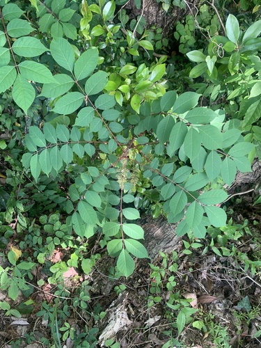 Toxicodendron trichocarpum, photograph 2