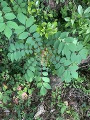 Toxicodendron trichocarpum, photograph (c) 岸本年郎, some rights reserved (CC BY)