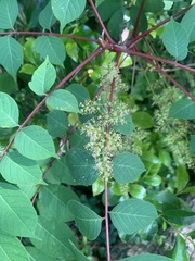 Toxicodendron trichocarpum, photograph (c) 岸本年郎, some rights reserved (CC BY)