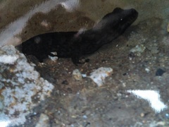 Dactylocnemis poor knights