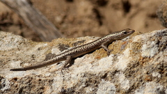 Cryptoblepharus pannosus