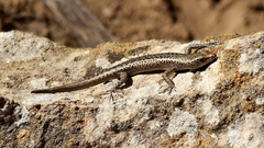 Cryptoblepharus pannosus