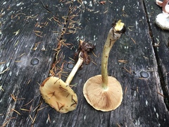 Cortinarius citrinifolius