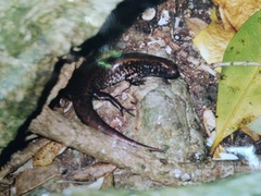 Oligosoma oliveri
